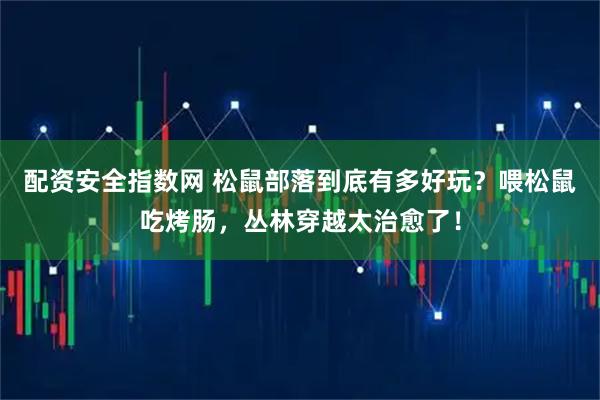 配资安全指数网 松鼠部落到底有多好玩？喂松鼠吃烤肠，丛林穿越太治愈了！